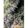 Green Poison XL Auto